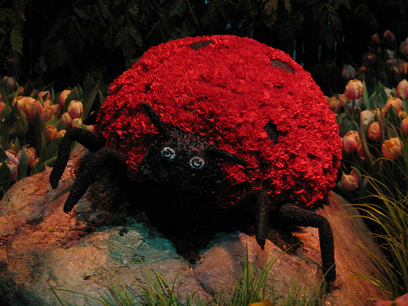 Ladybug