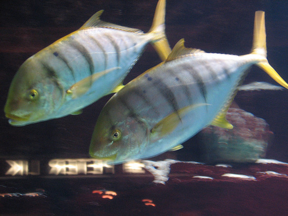Fishies