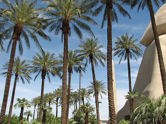 Luxor Palms