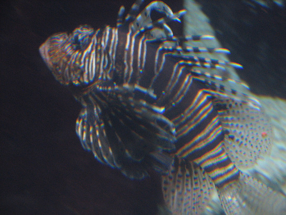 Crazy Fish